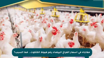 مفاجأة في أسعار الفراخ البيضاء رغم هبوط الكتكوت.. فما السبب؟
